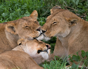 Three lionesses lie together. Kenya. Tanzania. Africa. Serengeti. Maasai Mara. An excellent illustration.
