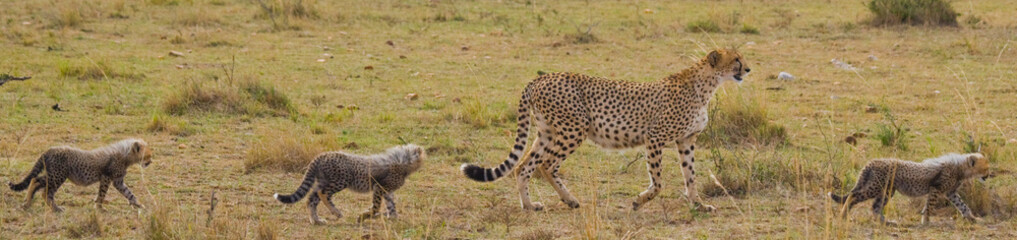 Mother cheetah and her cubs in the savannah. Kenya. Tanzania. Africa. National Park. Serengeti. Maasai Mara. An excellent illustration.