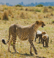 Mother cheetah and her cubs in the savannah. Kenya. Tanzania. Africa. National Park. Serengeti. Maasai Mara. An excellent illustration.