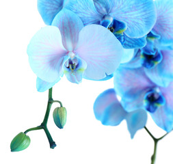 Obraz premium Beautiful blue orchid flower isolated on white background