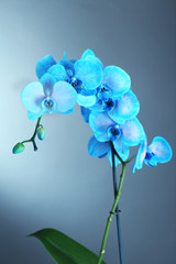 Fototapeta na wymiar Beautiful blue orchid flower on grey background
