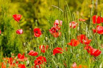Closeup of a field of red poppy