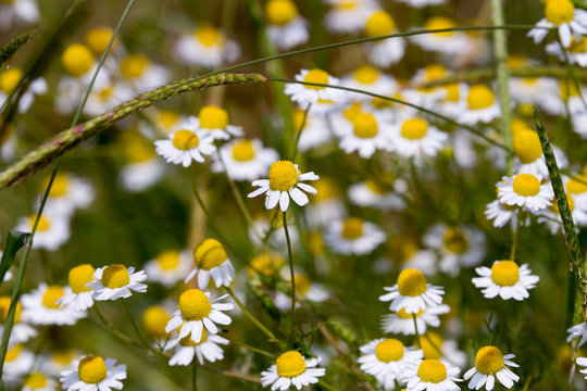 Closeup of a field of chamomile flowers