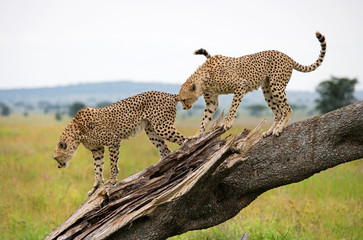 Two cheetahs on a tree. Kenya. Tanzania. Africa. National Park. Serengeti. Maasai Mara. 