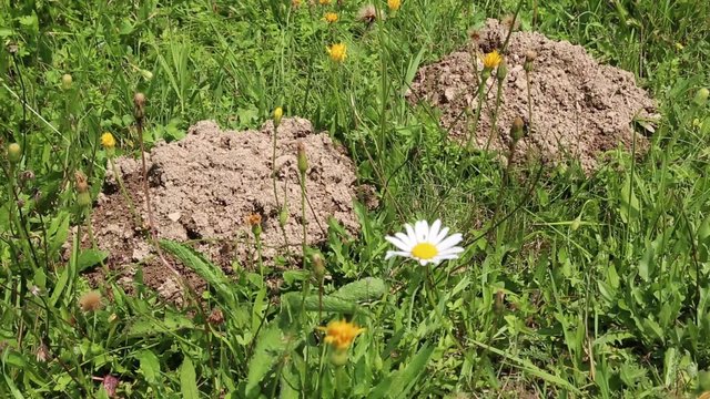 Two mole holes in the soil