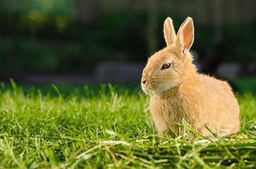 Domestic orange rabbit resting on grass