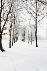 Fototapeta na wymiar Winter Park , snow.