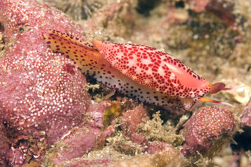 Sea slug nudibranch at California island reef