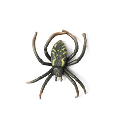 Fake rubber spider toy isolated