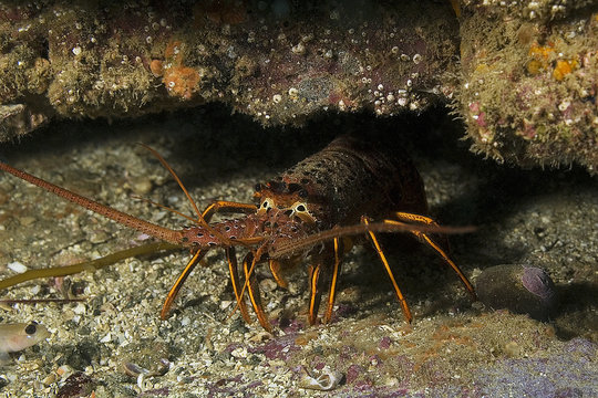 Lobster hiding at California reef