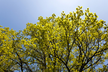 Fototapeta premium trees in spring 