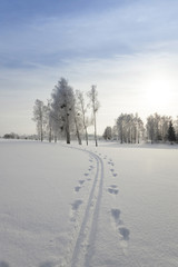 Obraz premium trees in winter 