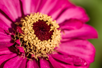 Pink Zinnia Flower in Green Garden