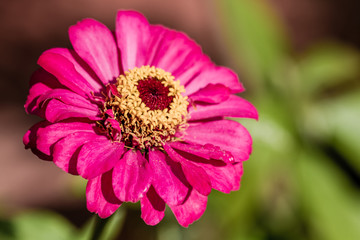 Pink Zinnia Flower in Green Garden on Natural Green Background