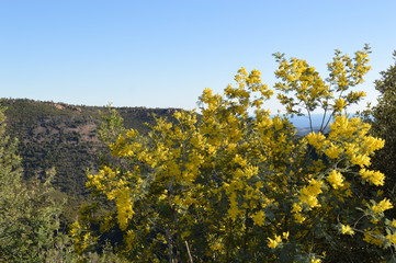 Esterel & mimosas