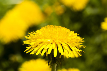  flowers yellow dandelions