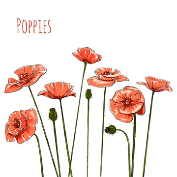 Line-art Poppies On White. Vector illustration
