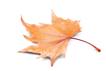 Golden autumn leaf isolated on white background
