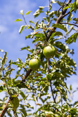 Closeup on Orchard Fruits on Tree