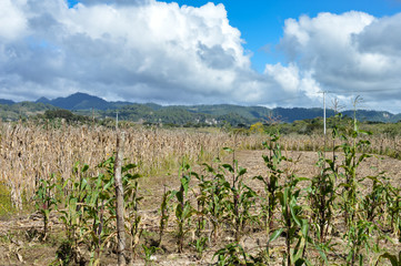 Fototapeta na wymiar Landscape with dry corn fields near the town of Comitan in Chiapas, Mexico
