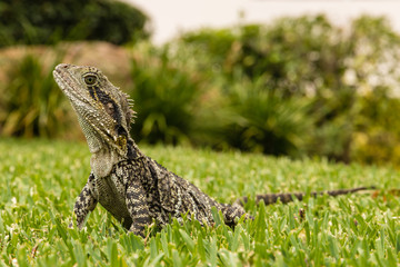 wide angle view of Australian water dragon