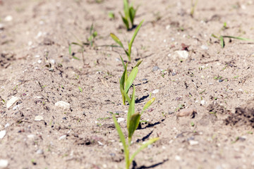 young sprout of corn 