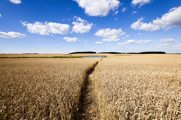 path in the field  