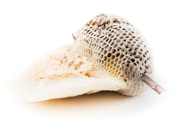 close up of beehive isolated