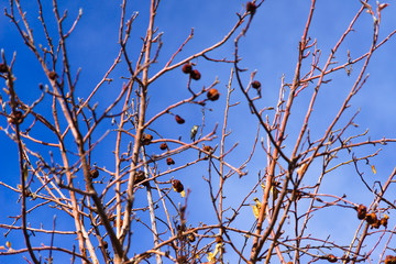 Black-chinned Hummingbird (Archilochus alexandri)