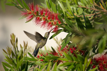Fototapeta premium El colibrí entre ramas y flores toma su alimento.