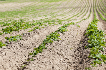 potato field. close-up  