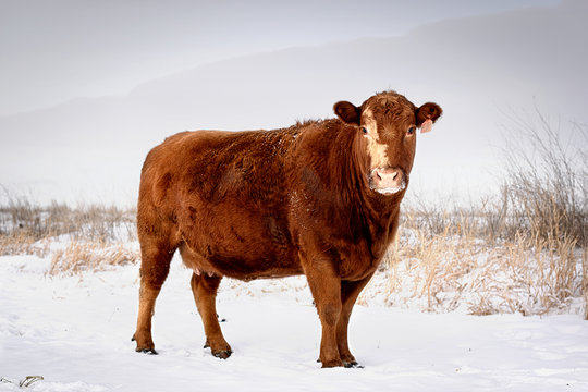 Cow in Snow 3