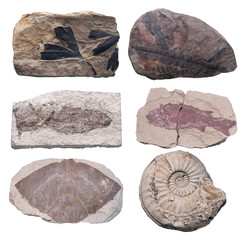 Fossil Ammonite isolate background with clipping path