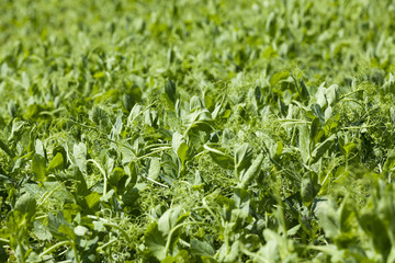 Fototapeta premium Pea sprout in the spring 