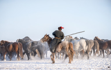 Naklejka premium Horse