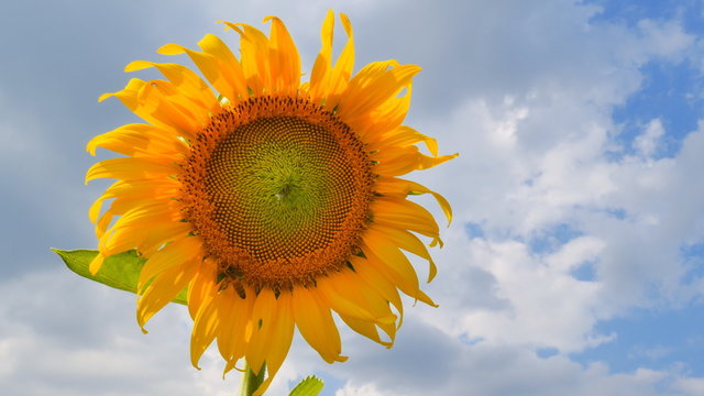 Single sunflower with blue sky