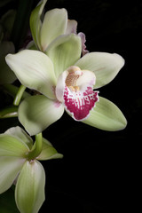 Fototapeta na wymiar Orchids flowers (Cymbidium sp)