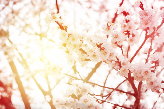 Beautiful White Cherry Blossom in spring day. background