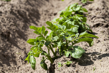 Field with potato  