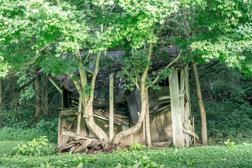 Crumbling moonshiners shack in Alabama