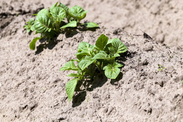 Agriculture. Green potatoes 