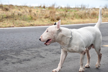 Obraz na płótnie Canvas White English Bull Terrier Dog