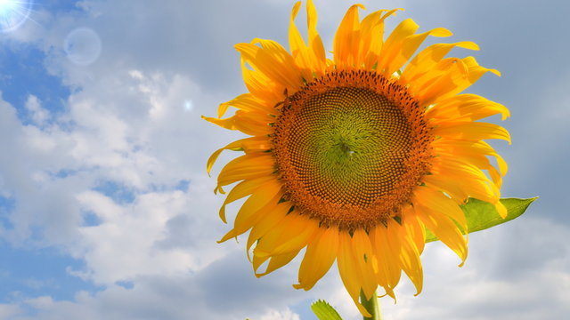 Single sunflower with blue sky