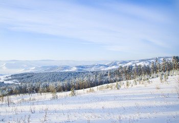 Fototapeta na wymiar Winter nature of Siberia. Frozen forest. 