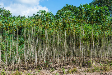 Fototapeta na wymiar cassava plantation field in thailand