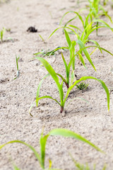 green corn. Spring  