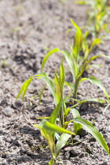 Field with corn  