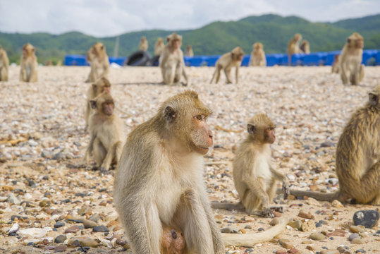 Monkey island. Thailand.   
