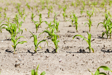 agricultural field with corn  