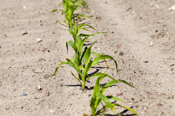corn field. close-up  